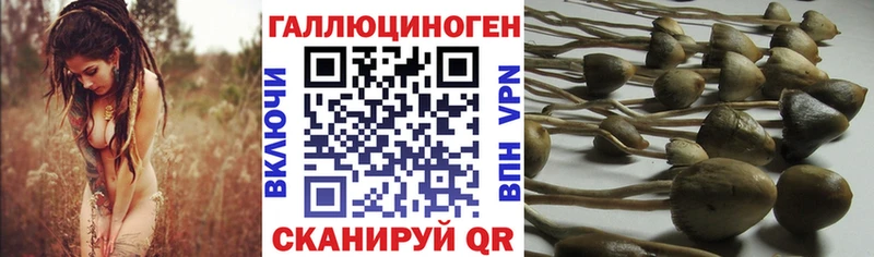 Псилоцибиновые грибы Psilocybe  закладки  mega вход  Протвино 